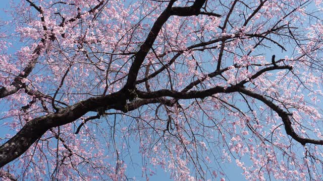 仰望蓝天下的樱花视频素材