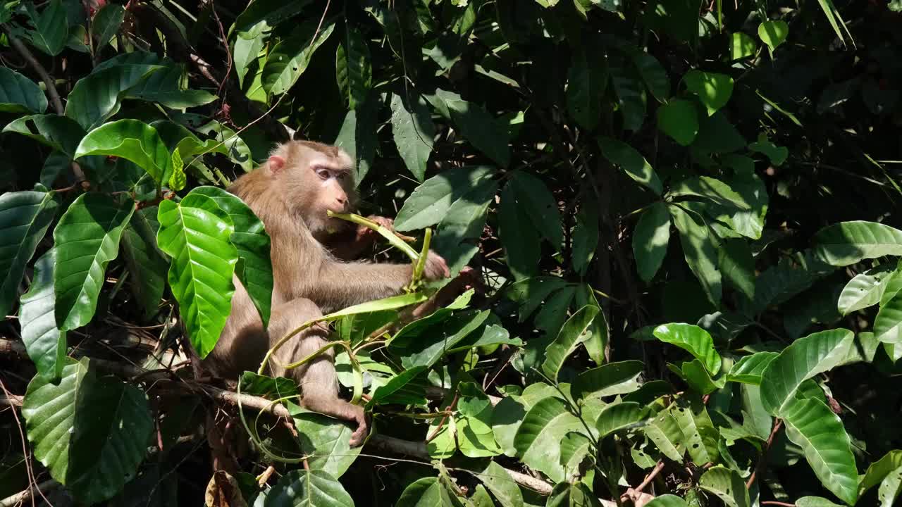 泰国Khao Yai国家公园里的一种北方短尾猕猴，它正在吃，并剥下一根小树枝来吃。视频下载