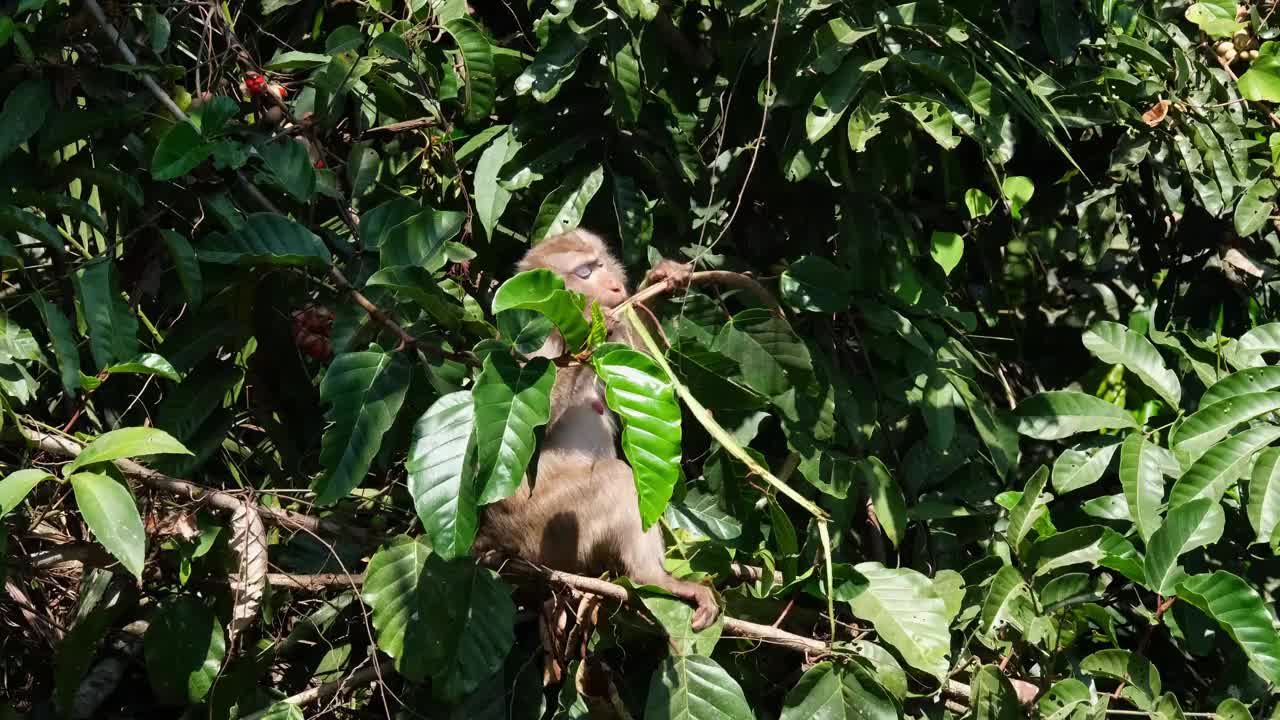 泰国Khao Yai国家公园里的一种北方短尾猕猴，它正在吃，并剥下一根小树枝来吃。视频下载