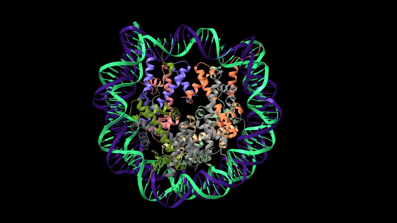 人核小体CpG未甲基化和甲基化(红色)DNA显示视频素材