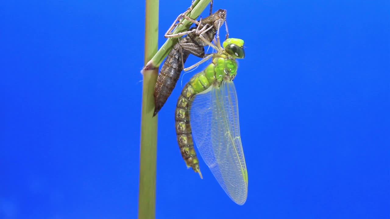 孤雌草(蜻蜓)蜕皮后视频素材