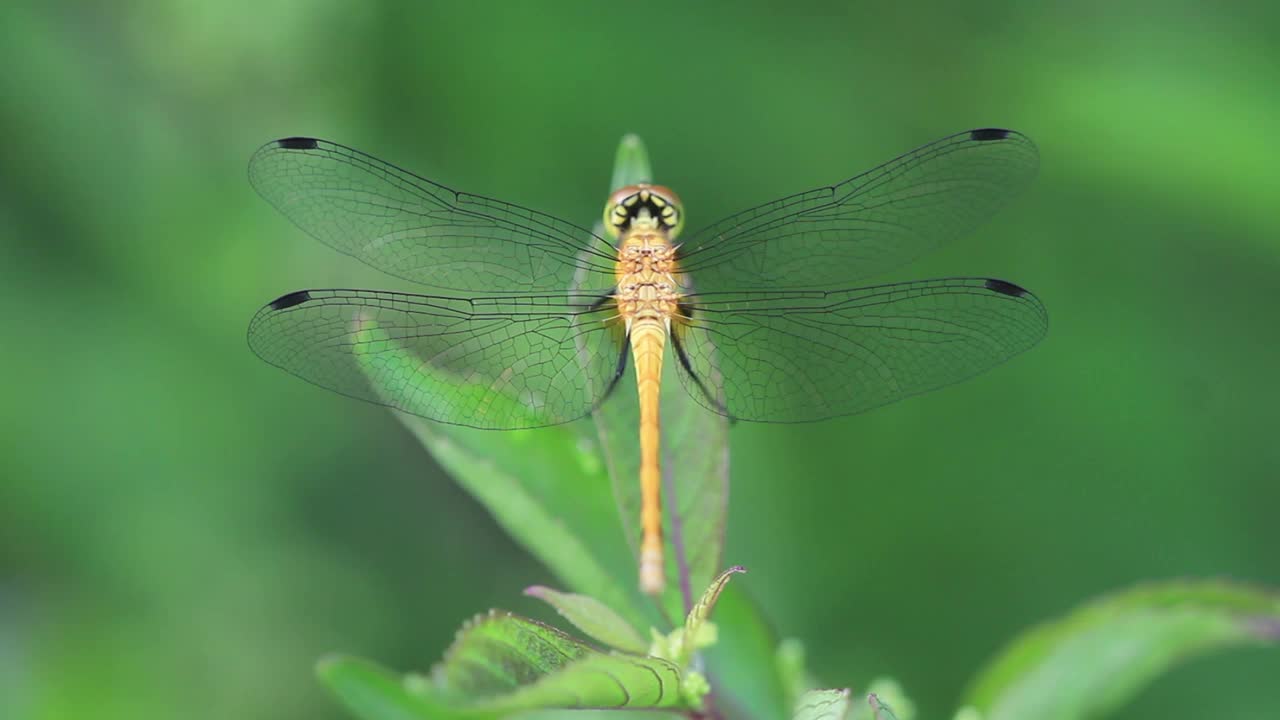 Nannophya(蜻蜓)视频素材