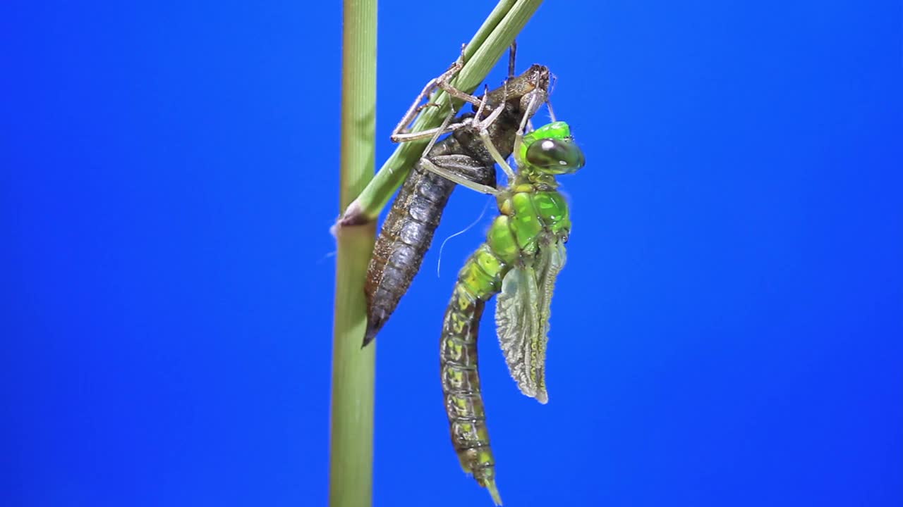 孤雌草(蜻蜓)蜕皮后视频素材