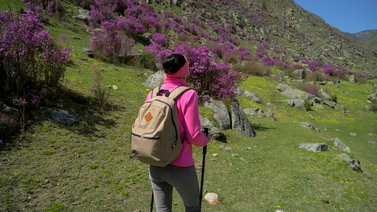 旅行家女人背着背包走在高山的花山上视频素材