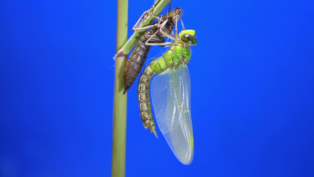 孤雌草(蜻蜓)蜕皮后视频素材