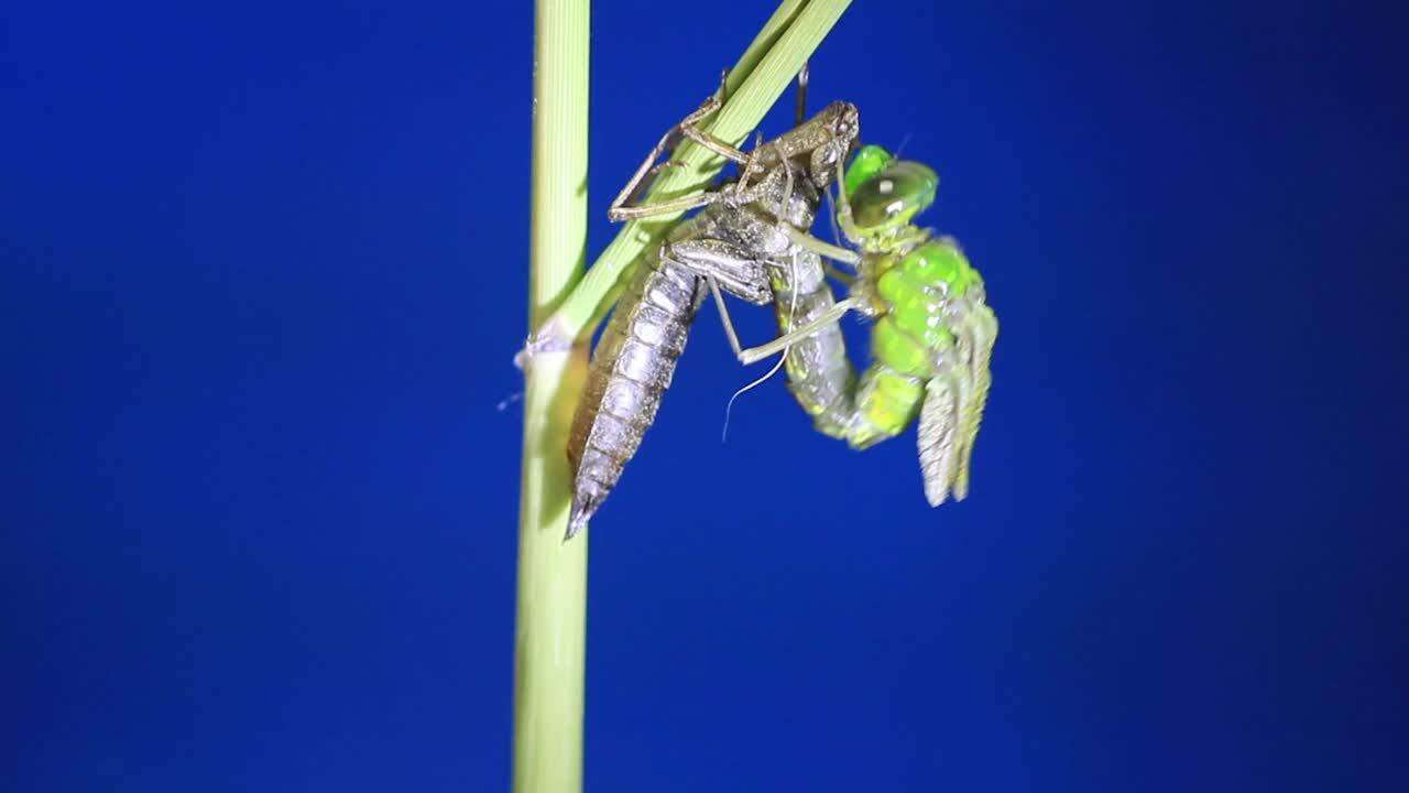 孤雌草(蜻蜓)蜕皮视频素材