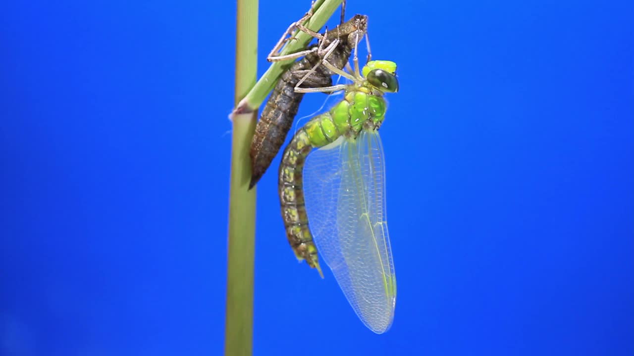 孤雌草(蜻蜓)蜕皮后视频素材