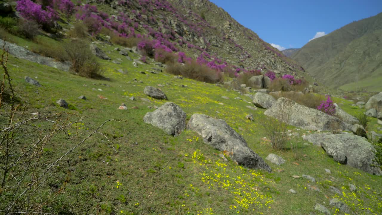 旅行家女人背着背包走在高山的花山上视频素材