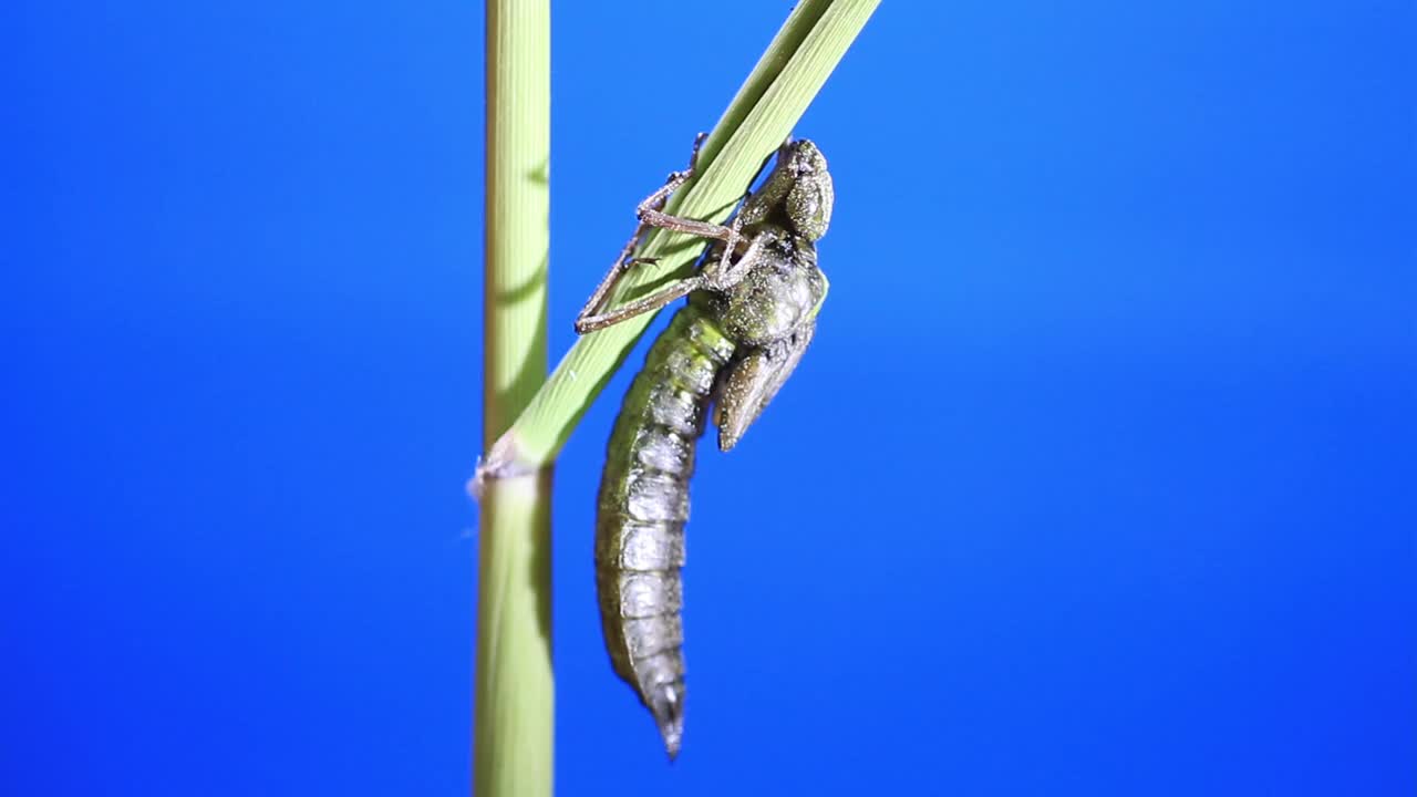 孤雌草(蜻蜓)蜕皮视频素材