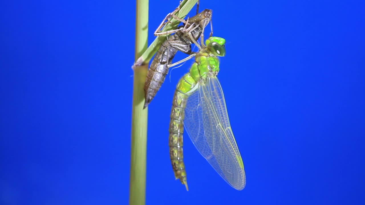 孤雌草(蜻蜓)蜕皮后视频素材