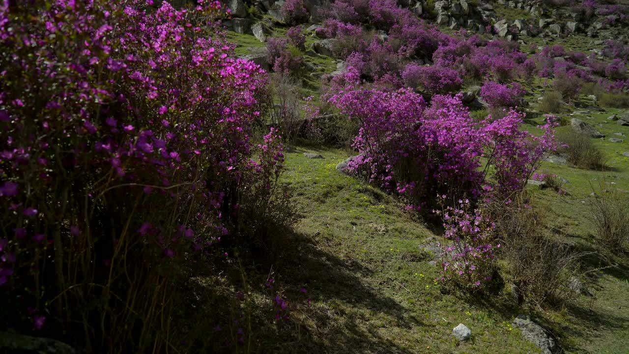 旅行家女人背着背包走在高山的花山上视频素材