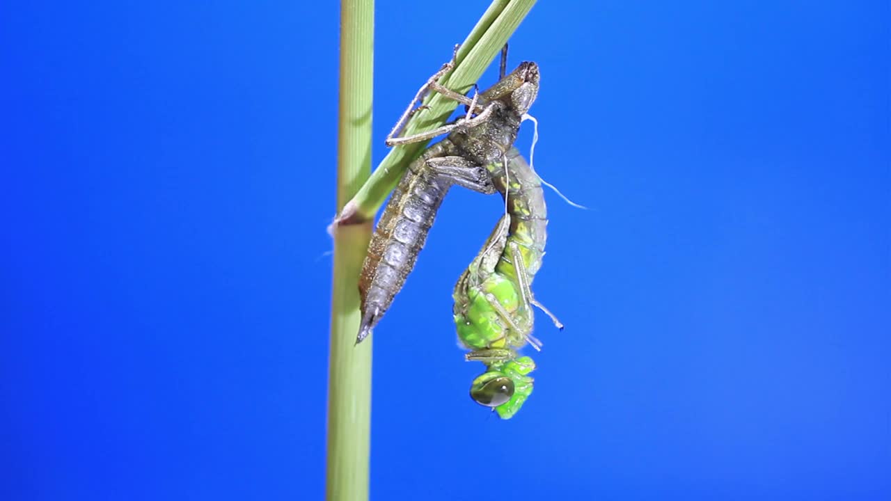 孤雌草(蜻蜓)蜕皮视频素材