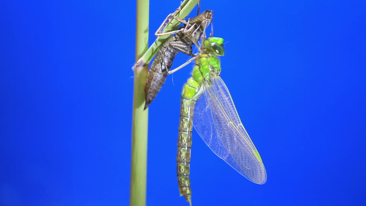 孤雌草(蜻蜓)蜕皮后视频素材