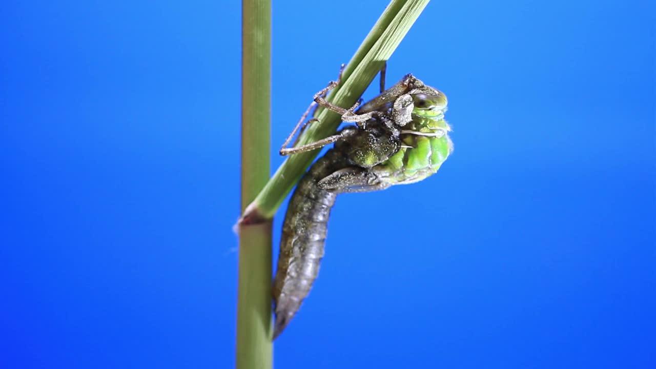 孤雌草(蜻蜓)蜕皮视频素材