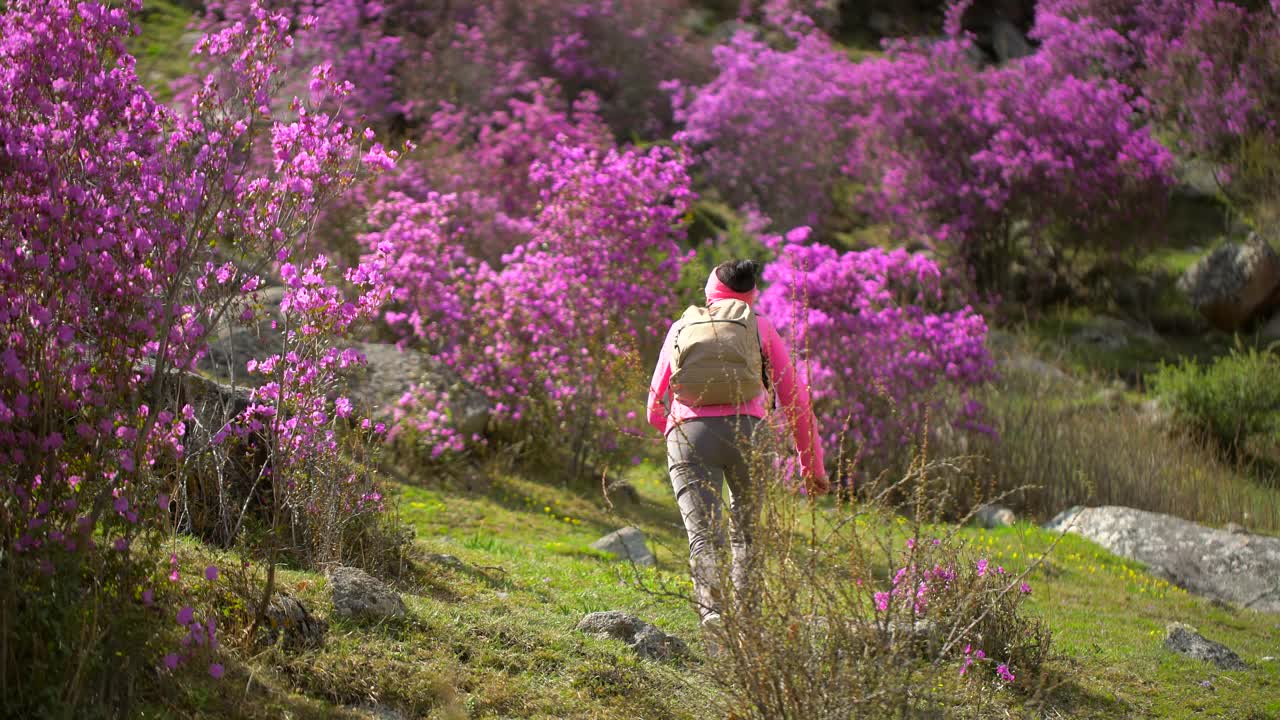 旅行家女人背着背包走在高山的花山上视频素材