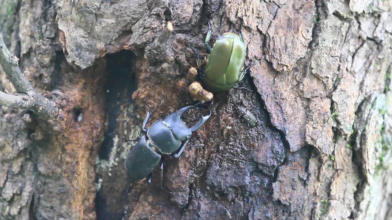 多库斯泰坦纳斯卡斯塔尼颜色 （斯塔格甲虫）视频素材