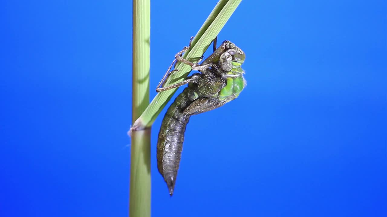 孤雌草(蜻蜓)蜕皮视频素材