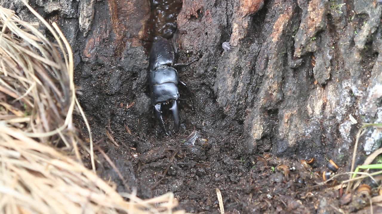 多库斯泰坦纳斯卡斯塔尼颜色 （斯塔格甲虫）视频素材