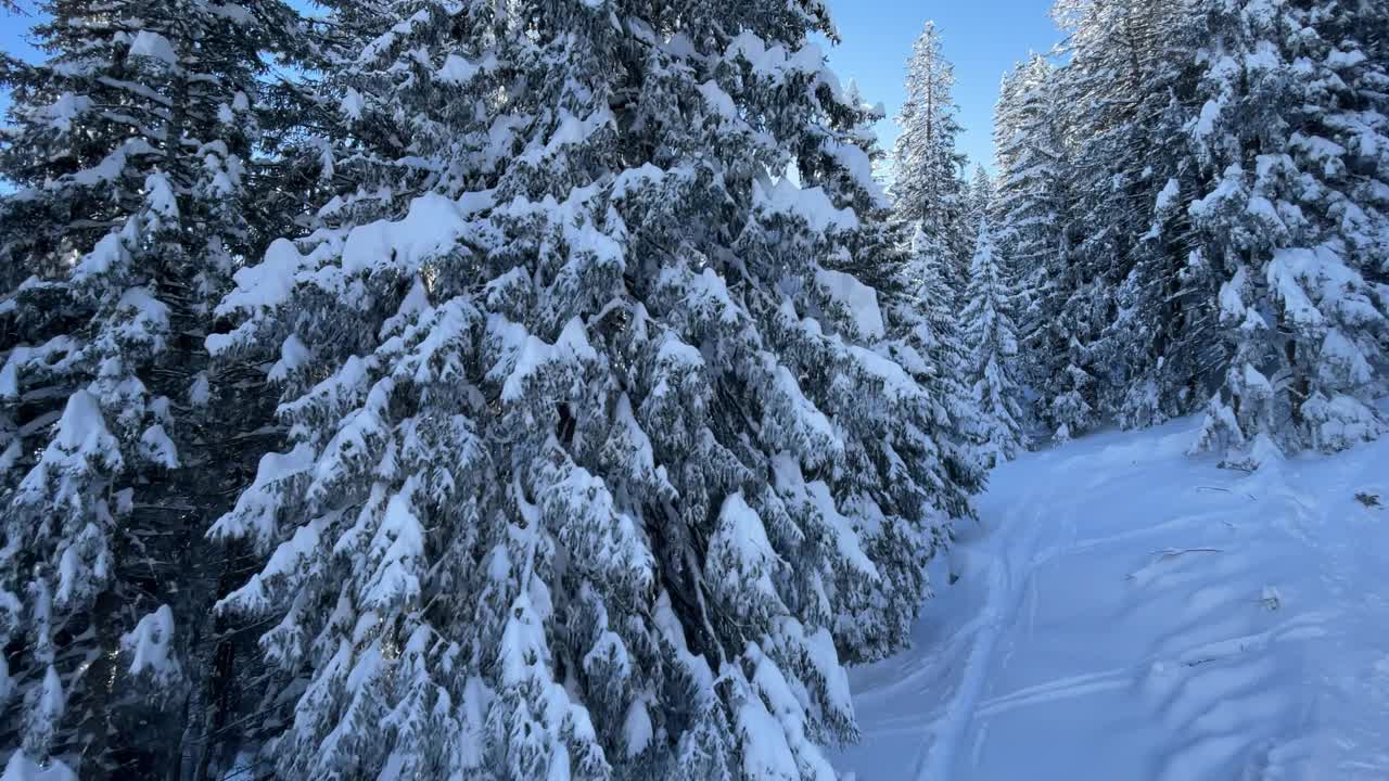 滑雪胜地的白雪树和粉雪视频素材