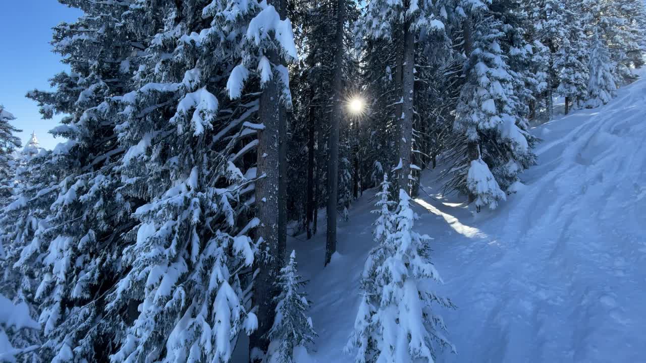 滑雪胜地的白雪树和粉雪视频素材