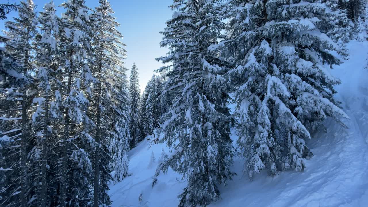 滑雪胜地的白雪树和粉雪视频素材