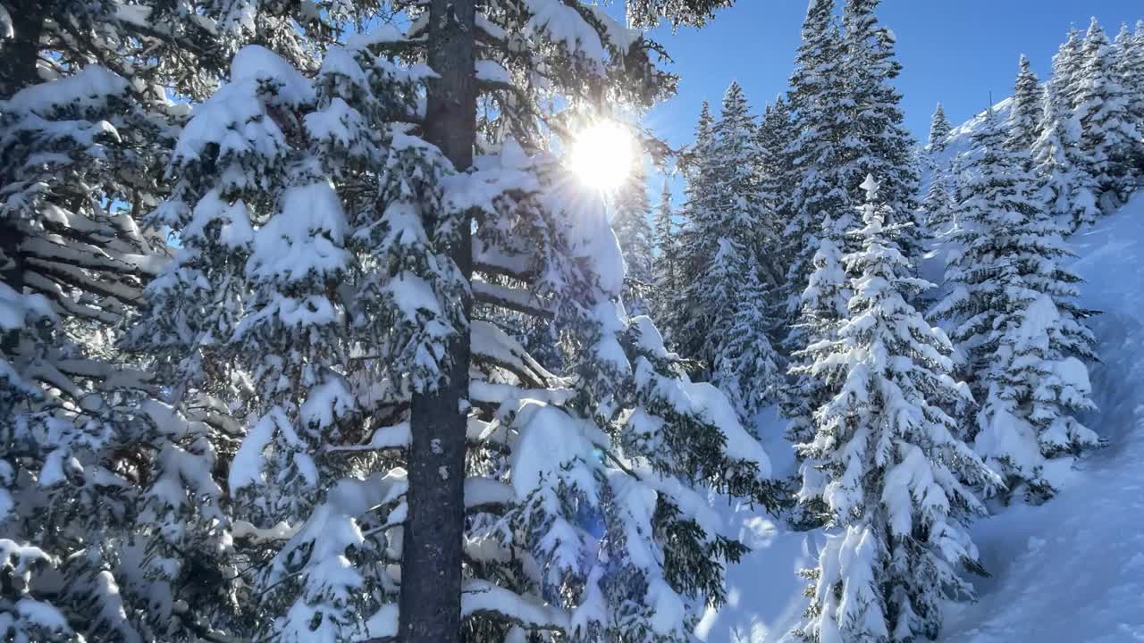 滑雪胜地的白雪树和粉雪视频素材