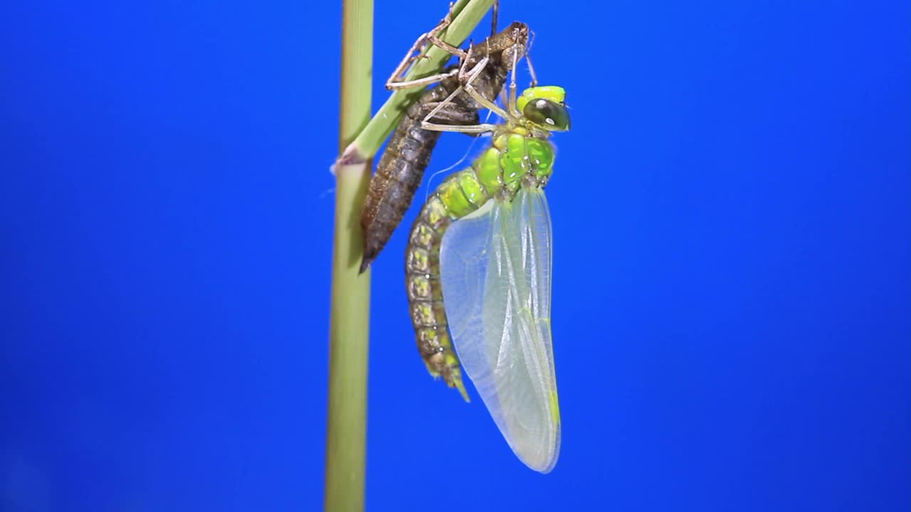 孤雌草(蜻蜓)蜕皮后视频素材