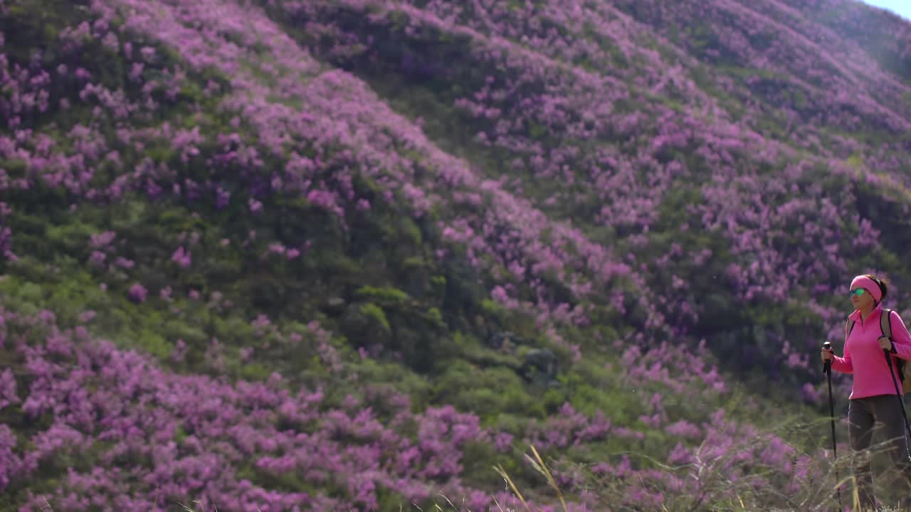 旅行家女人背着背包走在高山的花山上视频素材