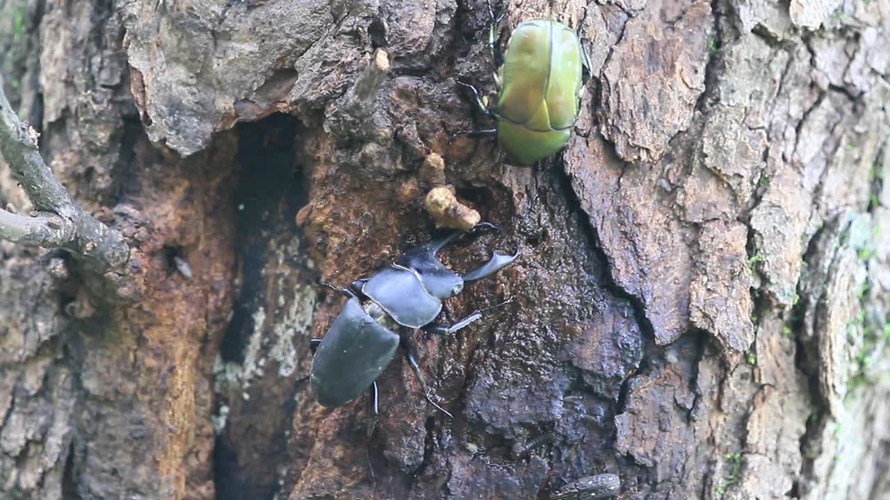 多库斯泰坦纳斯卡斯塔尼颜色 （斯塔格甲虫）视频素材