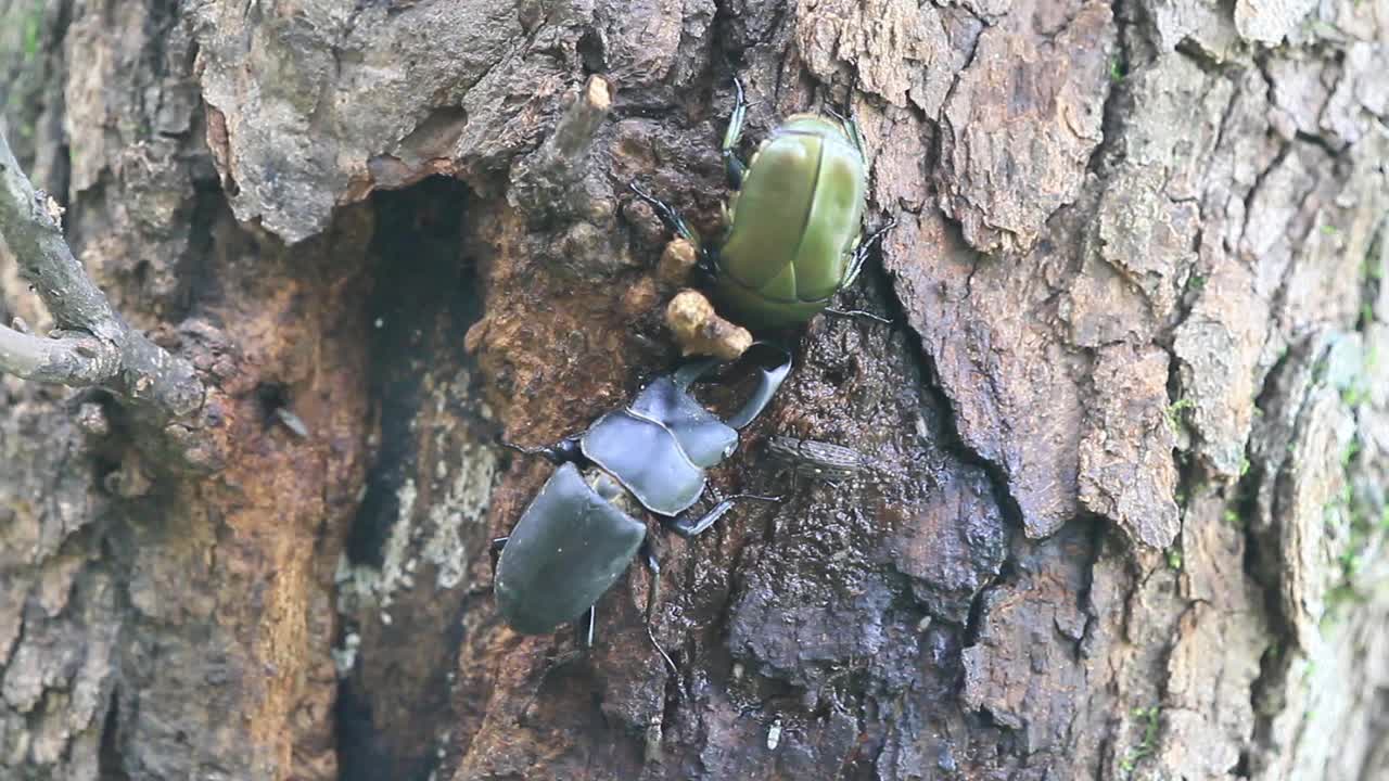 多库斯泰坦纳斯卡斯塔尼颜色 （斯塔格甲虫）视频素材