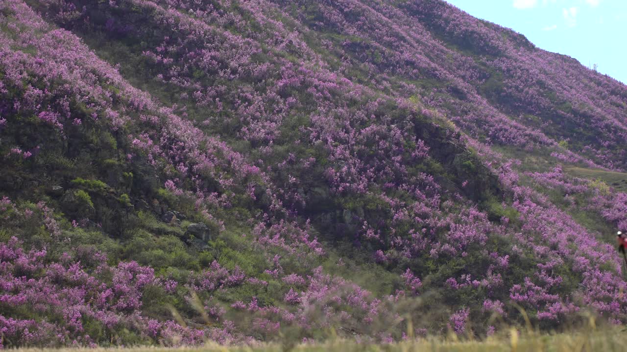 旅行家女人背着背包走在高山的花山上视频素材