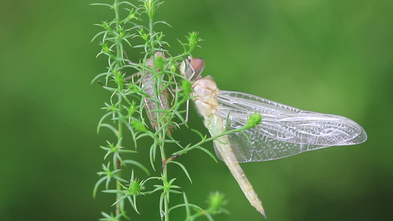 流浪的滑翔机(蜻蜓)视频素材