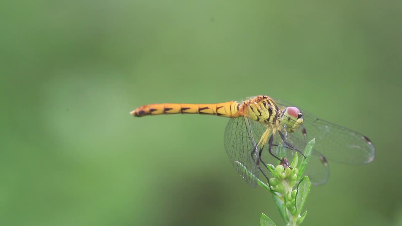 Sympetrum频率(蜻蜓)视频素材