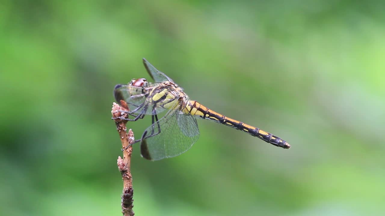 Sympetrum infuscatum(蜻蜓)视频素材