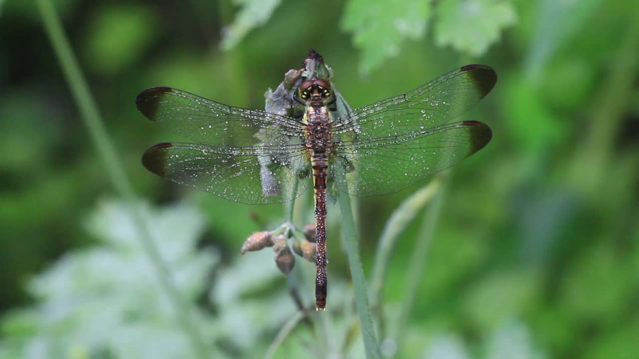 Sympetrum infuscatum(蜻蜓)视频素材