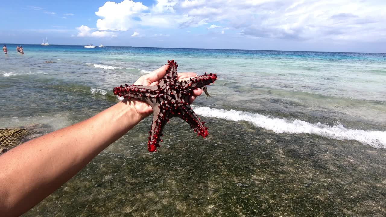 手里拿着海星。视频素材