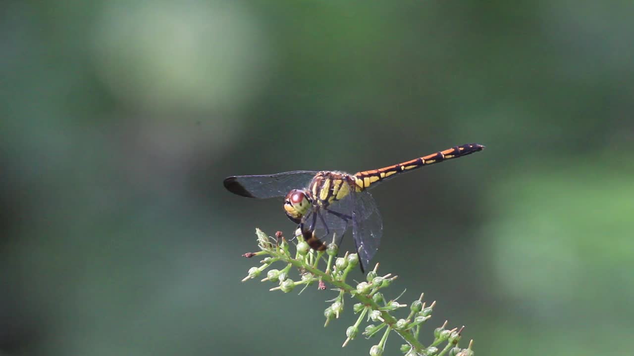 Sympetrum infuscatum(蜻蜓)视频素材