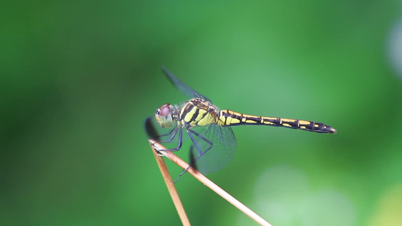 Sympetrum infuscatum(蜻蜓)视频素材