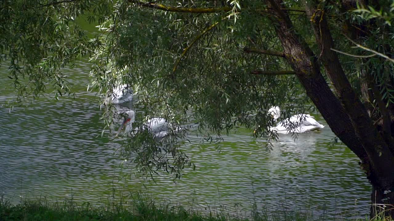 一只白色的鹈鹕在池塘里游泳。湖里有鸟。河上有柳树。视频素材