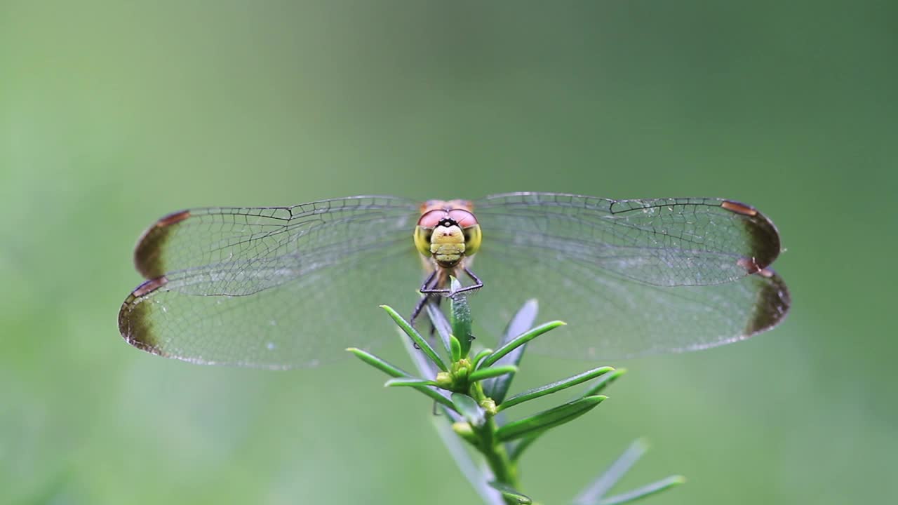 Sympetrum infuscatum(蜻蜓)视频素材