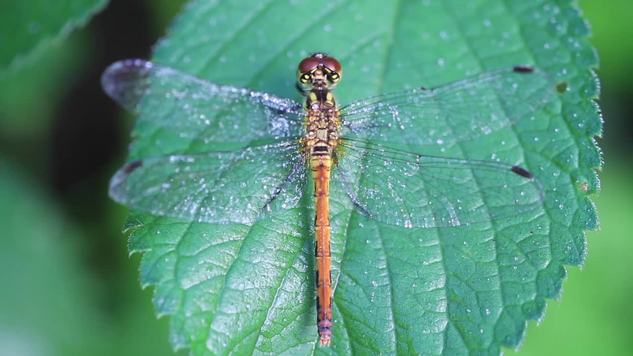 Sympetrum infuscatum(蜻蜓)视频素材