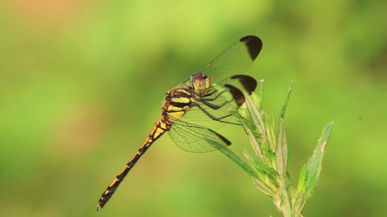 Sympetrum infuscatum(蜻蜓)视频素材