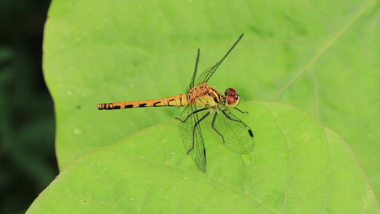 Sympetrum eroticum(蜻蜓)视频素材