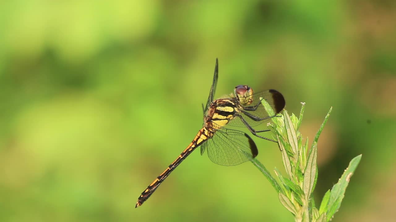 Sympetrum infuscatum(蜻蜓)视频素材