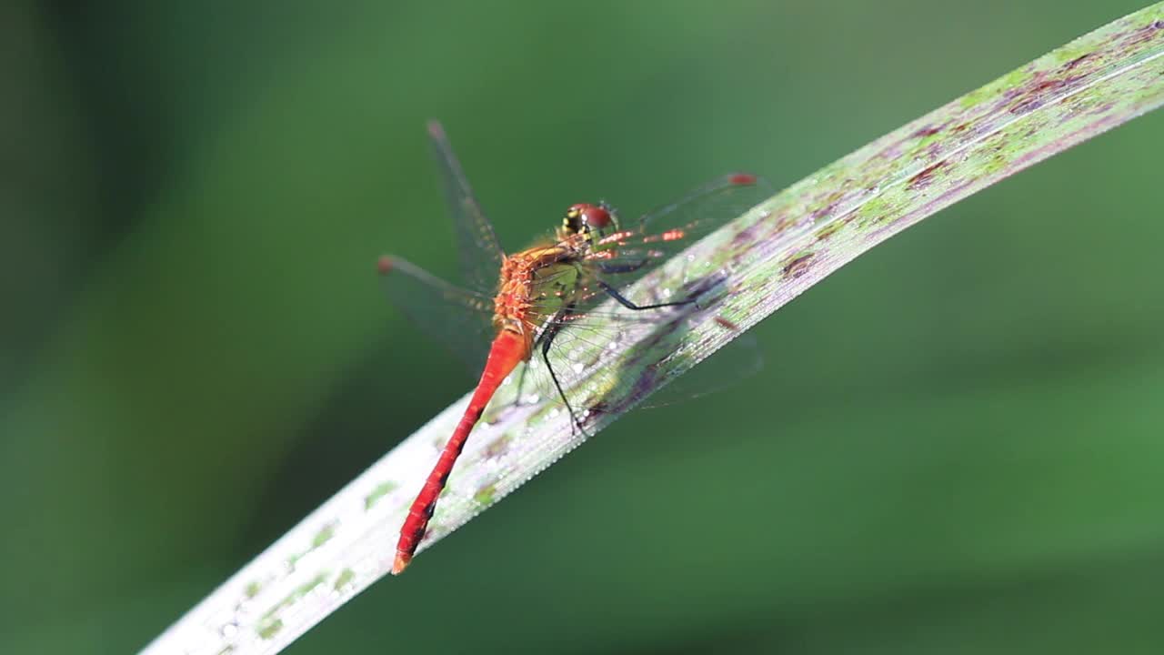 Sympetrum eroticum(蜻蜓)视频素材