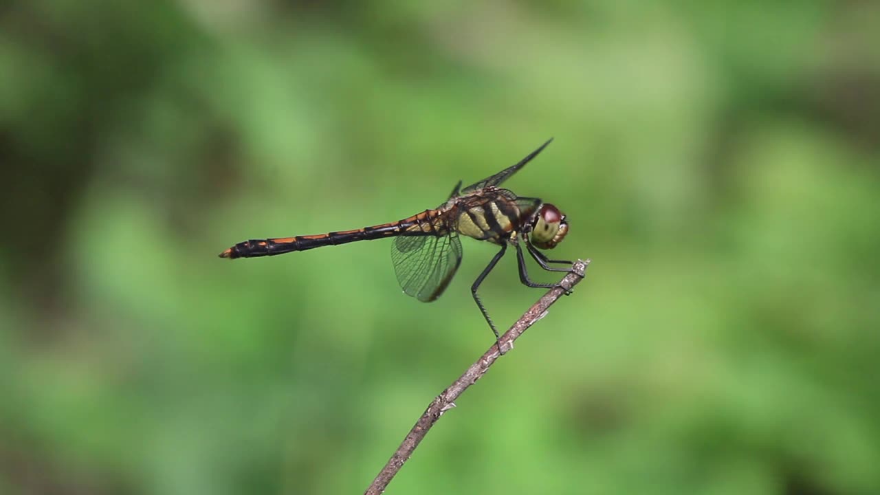 Sympetrum infuscatum(蜻蜓)视频素材