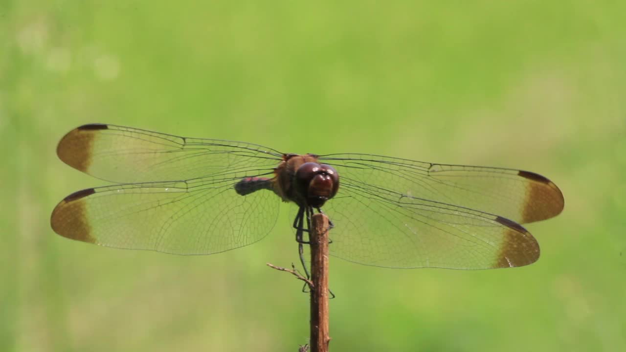 Sympetrum infuscatum(蜻蜓)视频素材