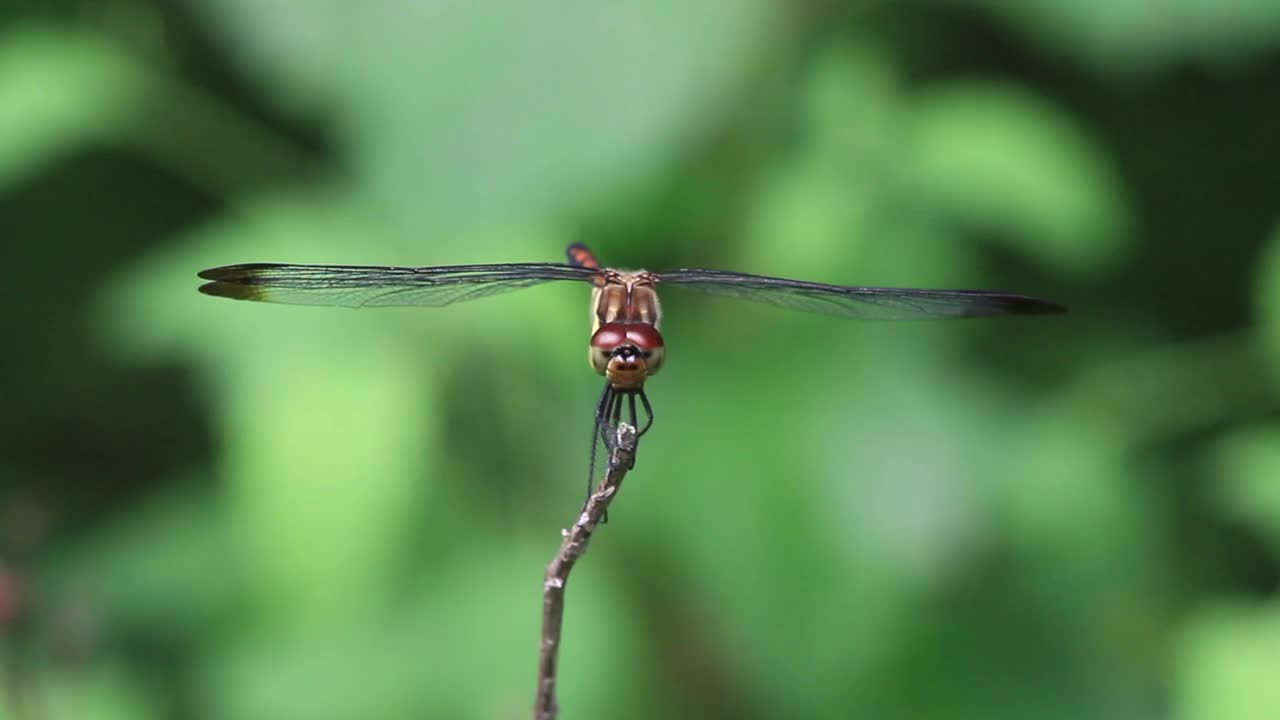 Sympetrum infuscatum(蜻蜓)视频素材