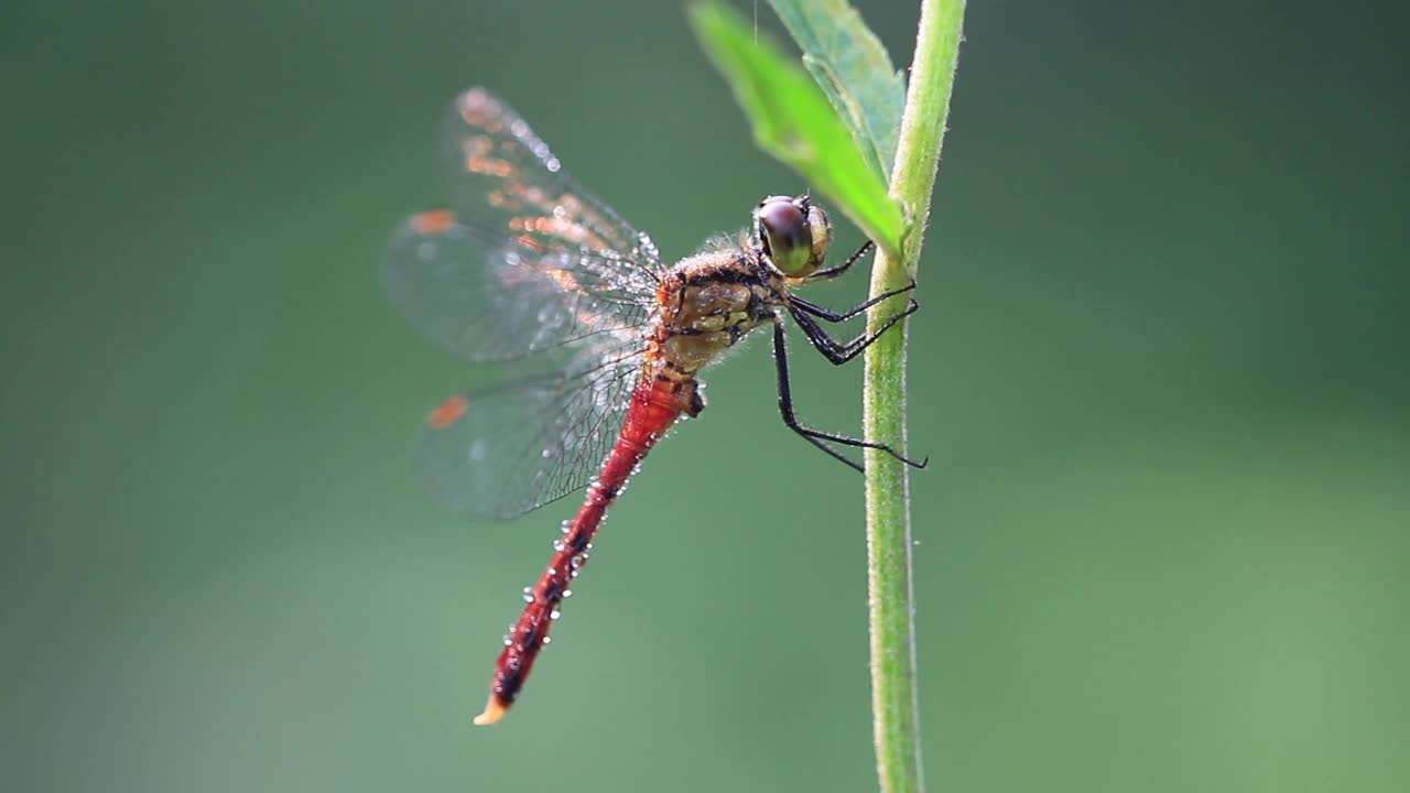 Sympetrum eroticum(蜻蜓)视频素材