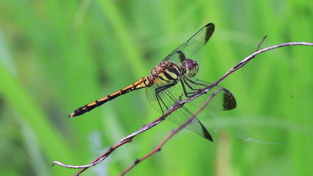 Sympetrum infuscatum(蜻蜓)视频素材